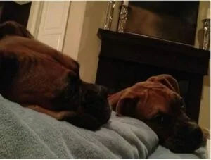 Gary woodland boxer dogs